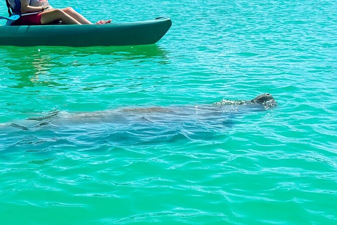 Bonita Springs Eco Kayak Tour – Best Gear, Premium&Clear Kayaks - Getting comfortable in the Crescent kayaks