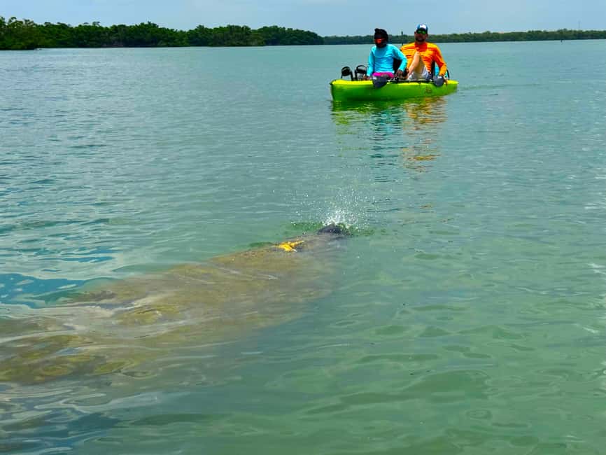 Bonita Springs: Kayak Tour with Manatees, Dolphins Sightings - Starting at Big Hickory Pass Bridge