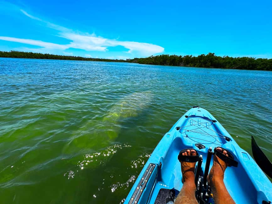 Bonita Springs: Kayak Tour with Manatees, Dolphins Sightings - Why the Hobie pedal kayaks matter