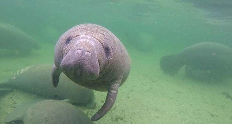 Bradenton: Anna Maria Island Guided Kayaking Manatee Tour - What the two hours feel like on the water