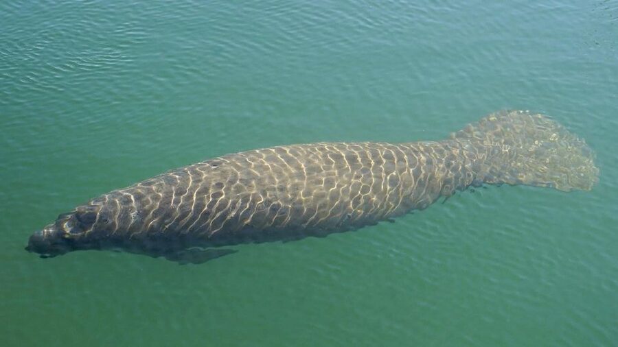 Bradenton: Anna Maria Island Guided Kayaking Manatee Tour - The wildlife is not limited to manatees