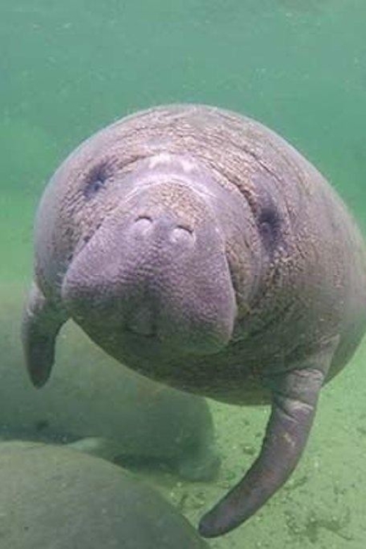 Bradenton: Anna Maria Island Guided Kayaking Manatee Tour - Tandem kayaks and who will enjoy the outing