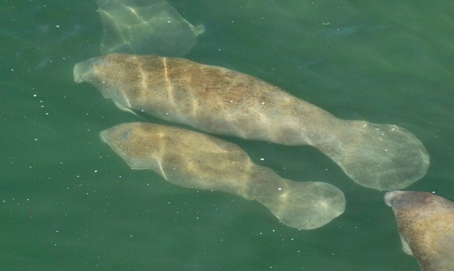 Bradenton: Anna Maria Island Guided Kayaking Manatee Tour - Is $55 a fair price?