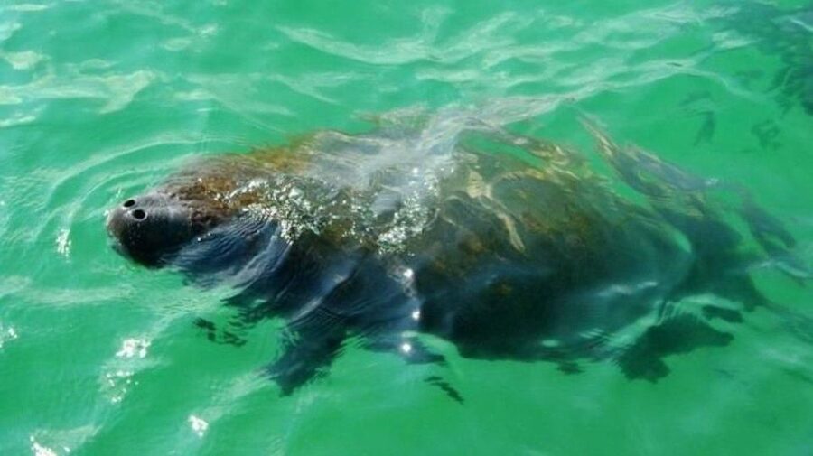 Bradenton: Anna Maria Island Guided Kayaking Manatee Tour - Finding manatees around Anna Maria Island