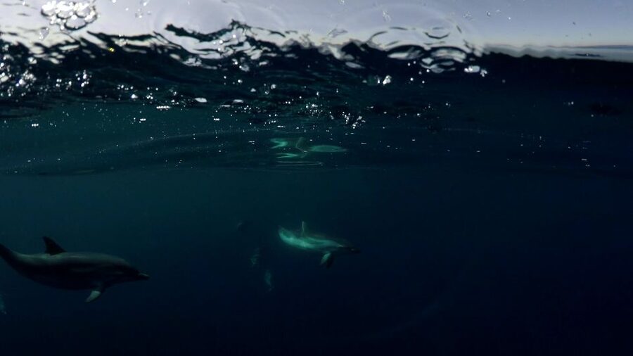 Brindisi: Kayaking at Sant'Andrea Island - Why the marine biologist matters