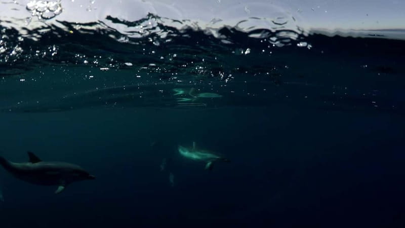 Brindisi: Kayaking at Sant'Andrea Island - Who should book this outing