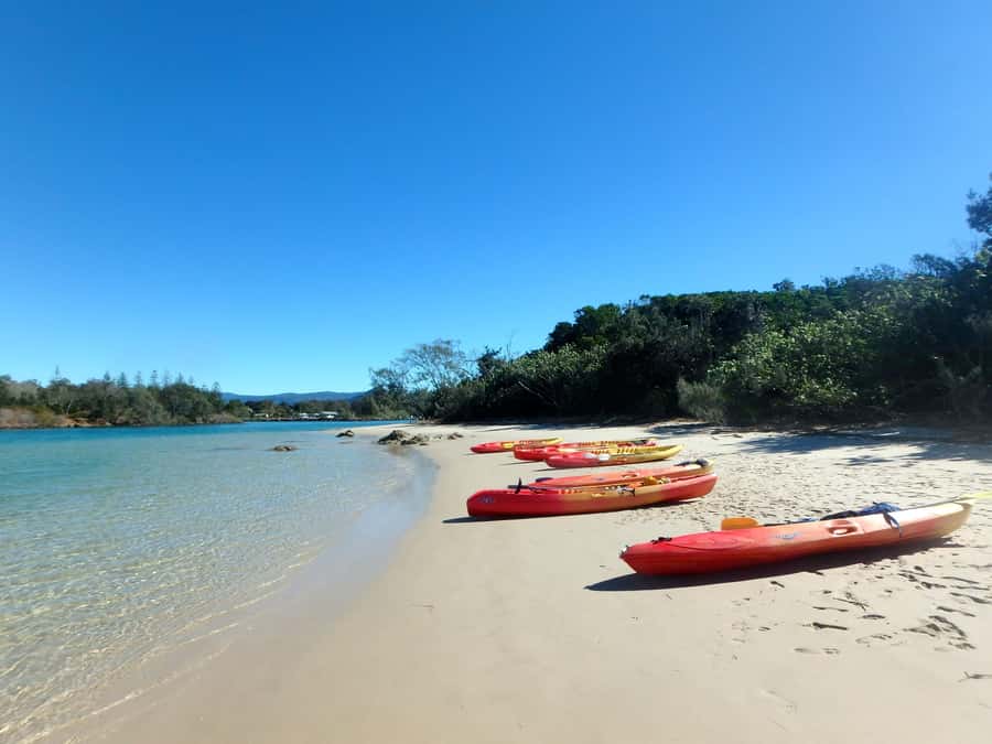 Byron Bay: Brunswick River Scenic Kayak Tour - Watching for rays, fish, birds, and turtles