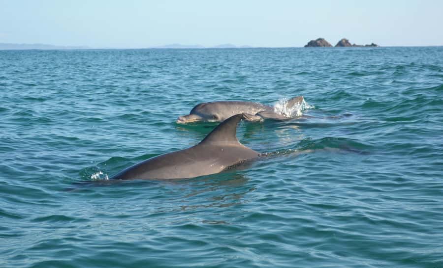 Byron Bay: The Byron Bay Sea Kayak Tour - Key points before you book