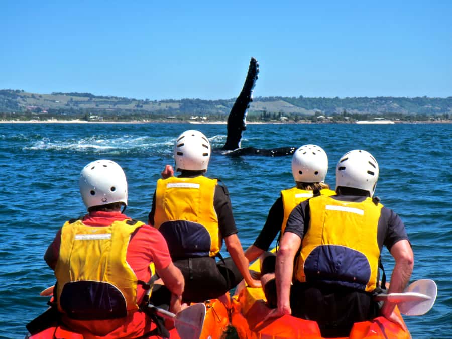 Byron Bay: The Byron Bay Sea Kayak Tour - Wildlife sightings are exciting, but never promised