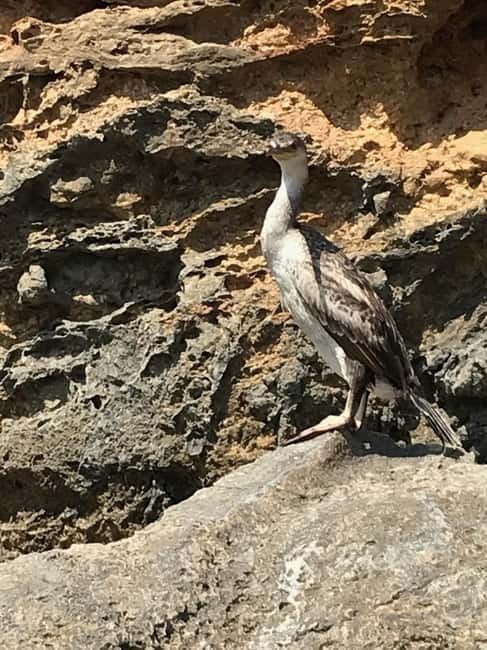 Cala Codolar: Sea & Caves Kayaking Tour with Snorkeling - Snacks, photos, and the details that make the trip easier