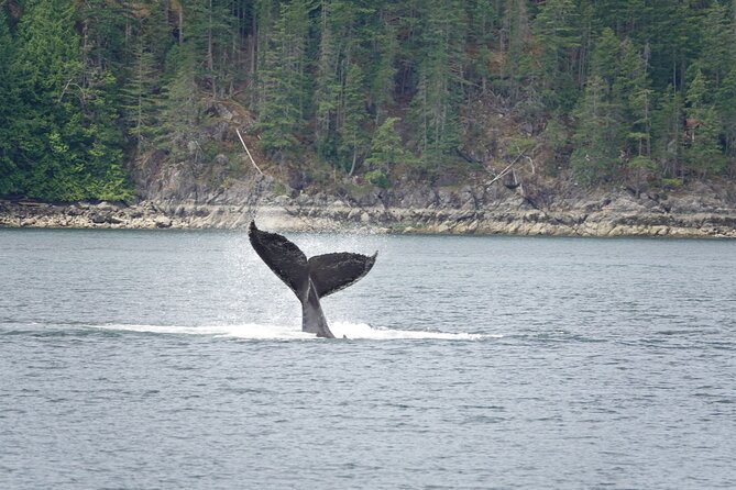 Campbell River: Kayaking and Whale Watching Tour - Why this Campbell River combination works
