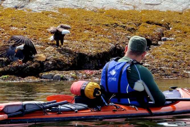Campbell River: Kayaking and Whale Watching Tour - The whale watching half on Wild 1