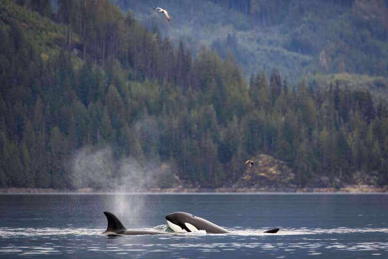 Campbell River: Kayaking and Whale Watching Tour - Kayaking beyond the usual day-trip reach