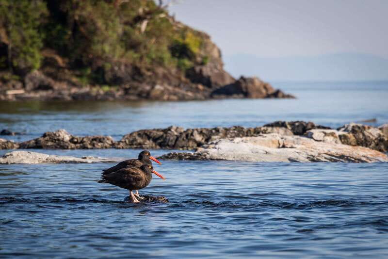 Campbell River: Kayaking and Whale Watching Tour - Who should book this day
