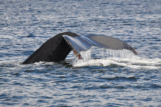 Campbell River: Kayaking and Whale Watching Tour - Starting at Discovery Harbour Marina