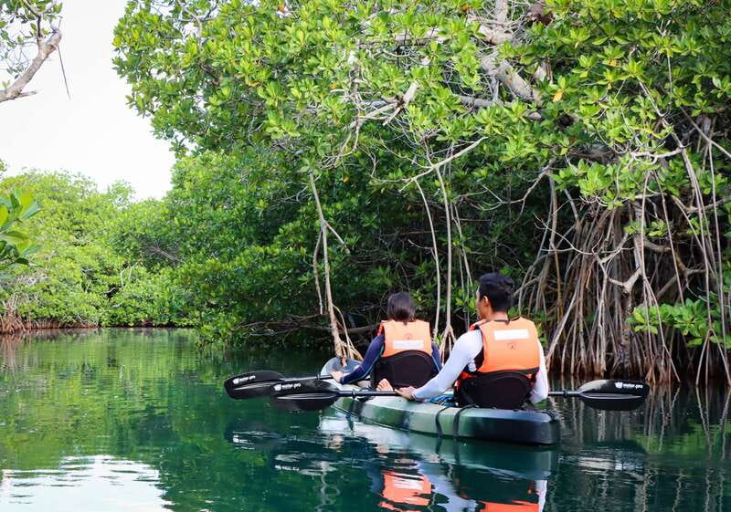 Cancun: Morning Kayak Adventure - First 45 minutes among the mangroves