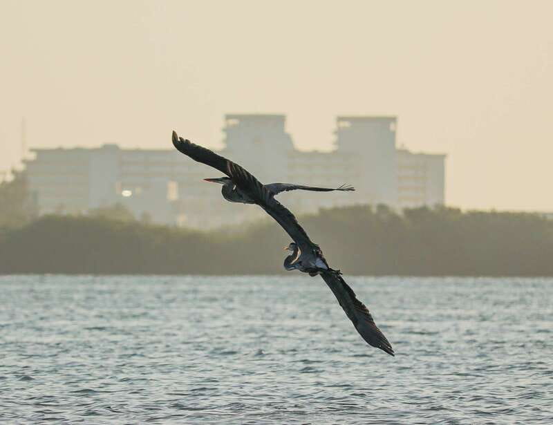 Cancun: Morning Kayak Adventure - Wildlife and environmental care
