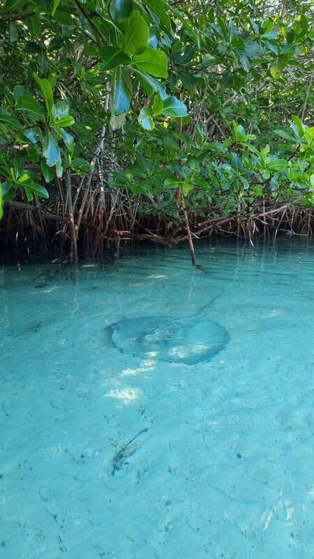Cancún: Morning or Sunset Kayak Adventure in Nichupte Lagoon - Who will enjoy this kayak trip most