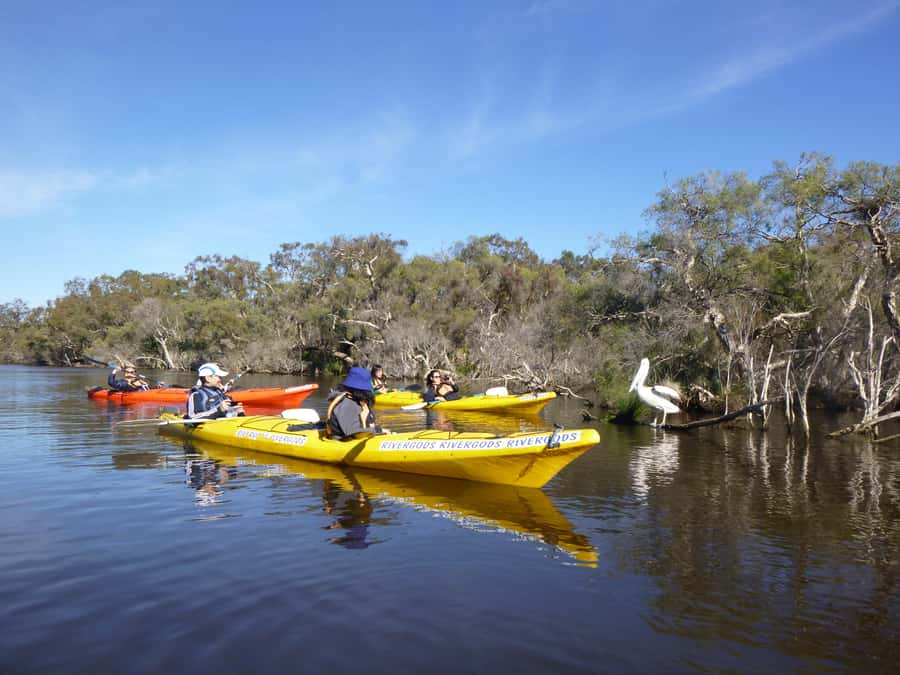 Canning River Half-Day Kayak Wildlife Tour - Paddling beneath paperbark trees and watching bird life