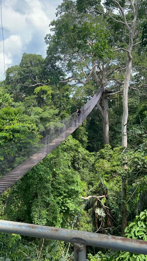 Canopy Tower, Zipline, Kayak, and Monkey Island … - Key things to know before you book