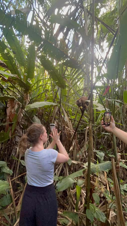 Canopy Tower, Zipline, Kayak, and Monkey Island … - A full Amazon day for $62