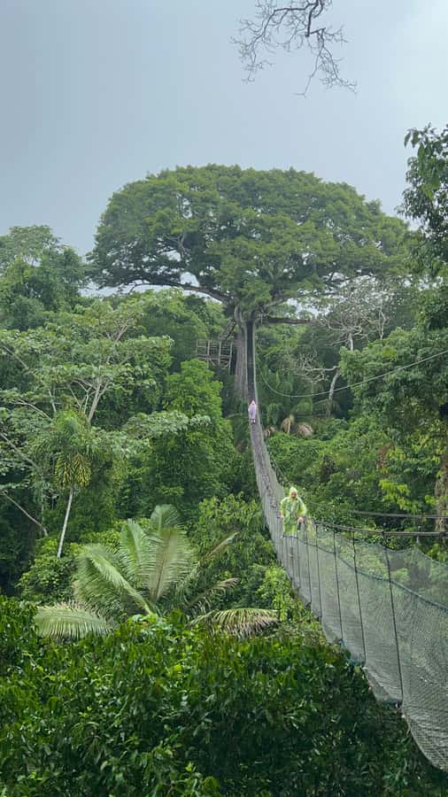 Canopy Tower, Zipline, Kayak, and Monkey Island … - From Av. Coronel Enrique Leon Velarde to the forest