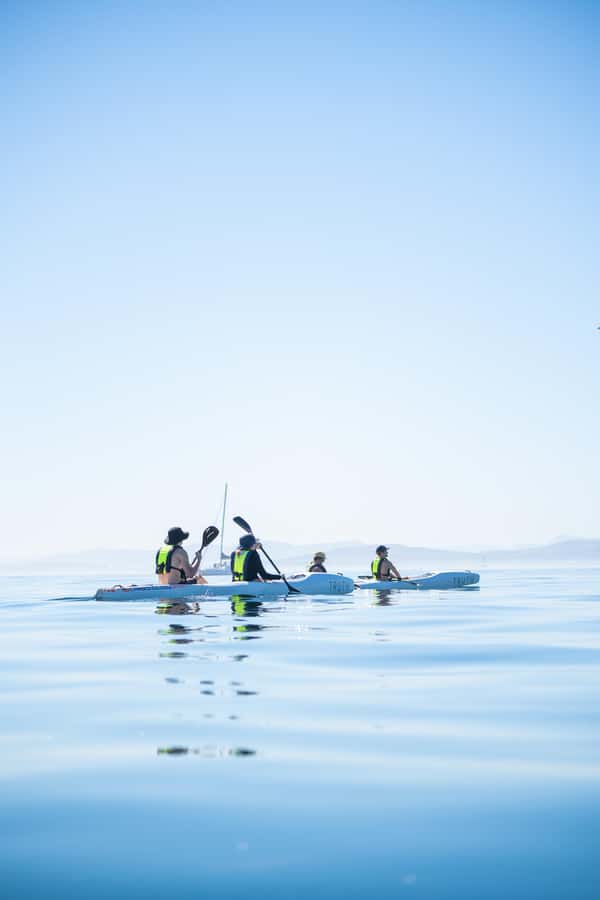 Cape Town: Dolphin & Ocean Wildlife Kayaking Adventure ⚓️ - Looking for dolphins, penguins, seals, and whales