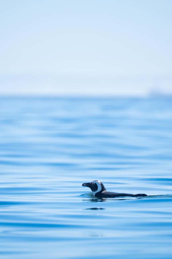 Cape Town: Dolphin & Ocean Wildlife Kayaking Adventure ⚓️ - Returning to the garden, showers, and health bar