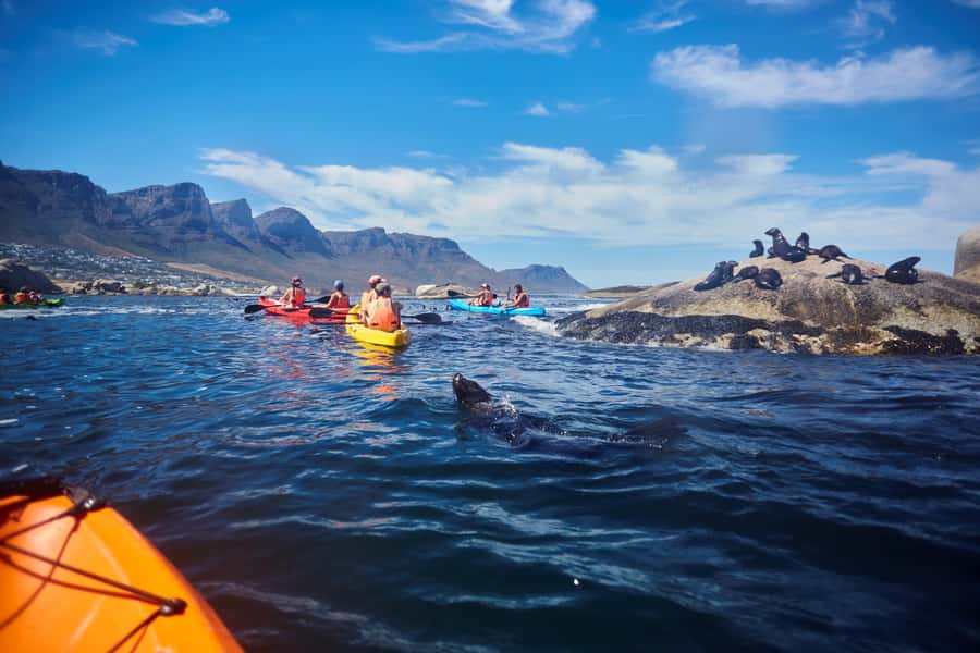 Cape Town: Guided Kayak Tour of Clifton Beaches & The Coast - Should you book the Clifton kayak tour?