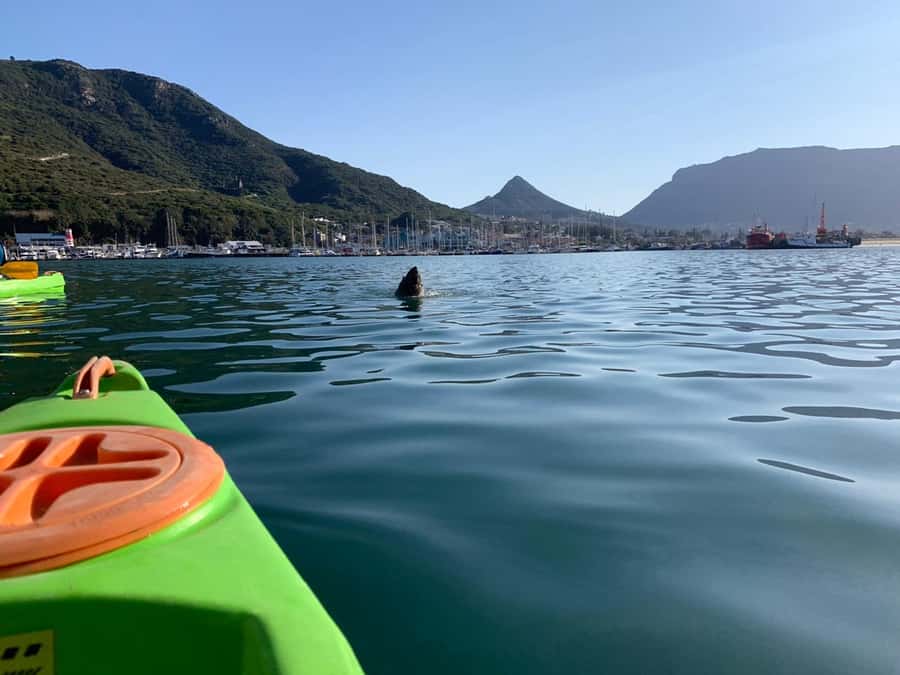 Cape Town: Guided Kayaking in Hout Bay - Looking for Cape Fur Seals and other marine life
