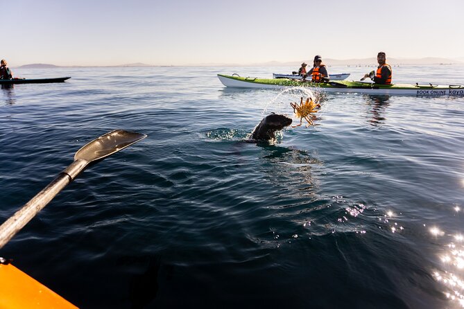 Cape Town Kayak Adventure in Table Mountain Marine Reserve - What the two-hour outing feels like