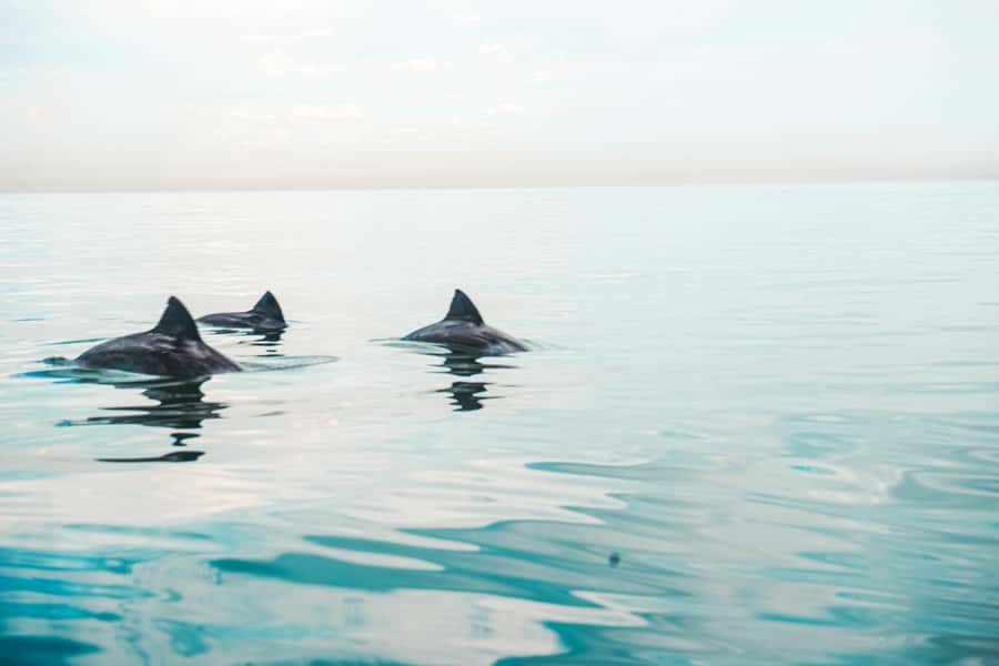 Cape Town: Marine Life Kayak Tour From the V&A Waterfront - Wildlife Watching From a Kayak