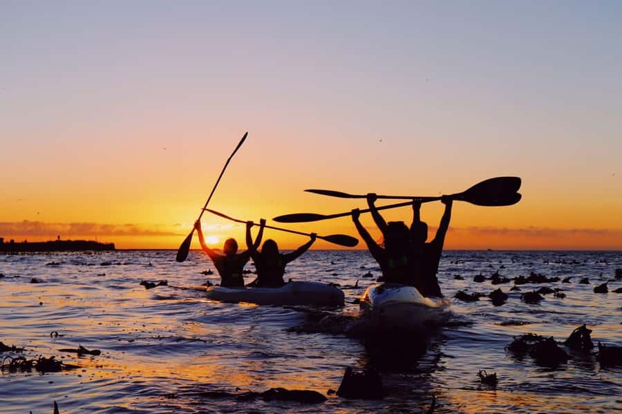 Cape Town: Marine Life Kayak Tour From the V&A Waterfront - Booking and Meeting Point Tips