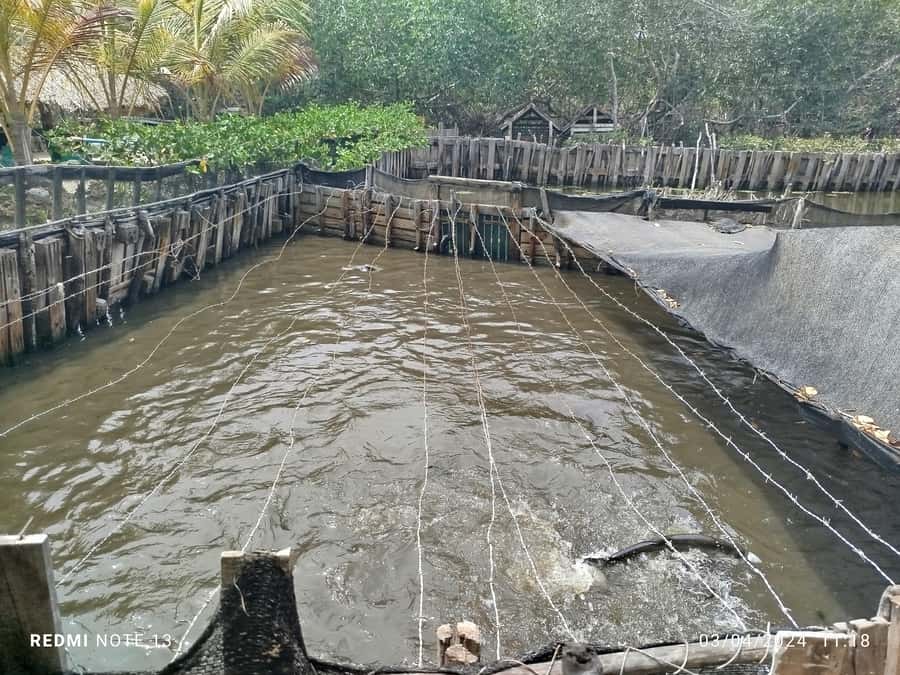 Cartagena: FISHERMEN'S ISLAND IN THE MANGROVES by canoe - What makes the guides important