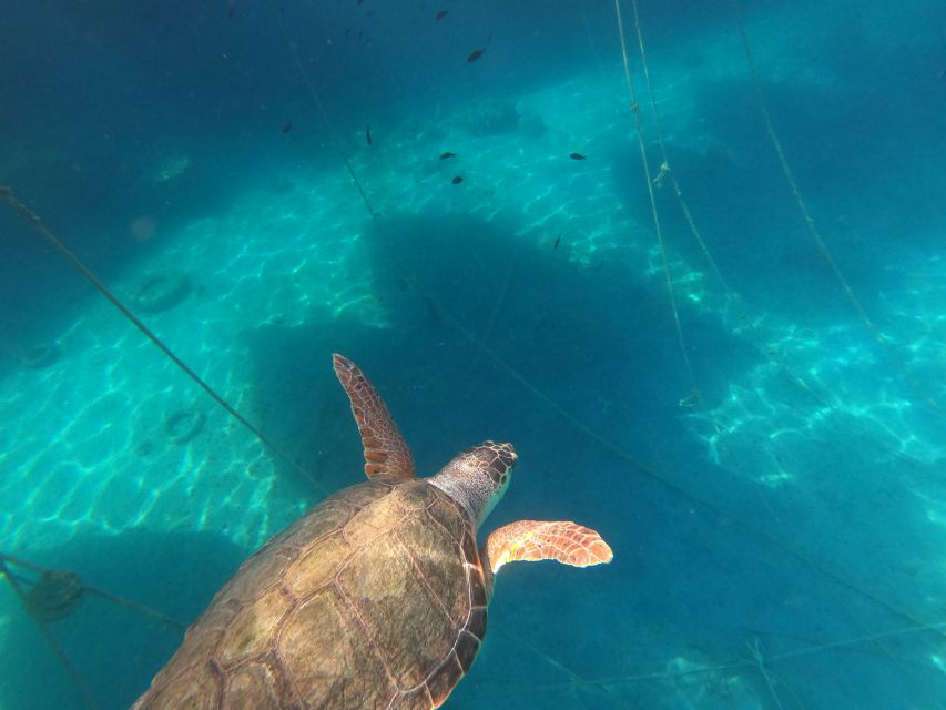 Chania: Stand-Up Paddleboard Small Group Tour - Swimming, caves, white clay, and optional jumps