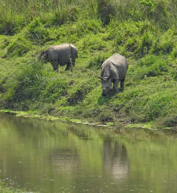 Chitwan: Full-Day Safari Canoeing and Jungle Walk and Jeep - Key points at a glance