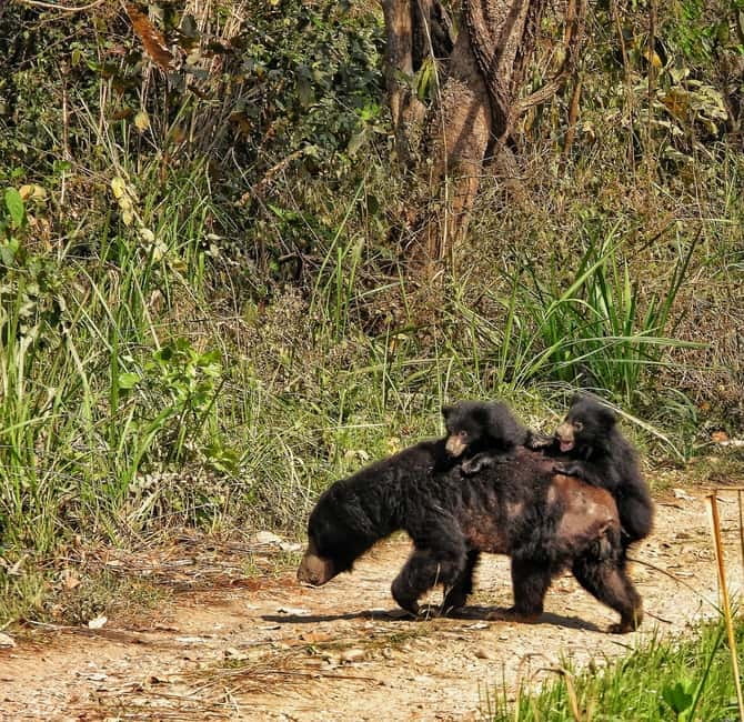 Chitwan: Full-Day Safari Canoeing and Jungle Walk and Jeep - Why this Chitwan day works well