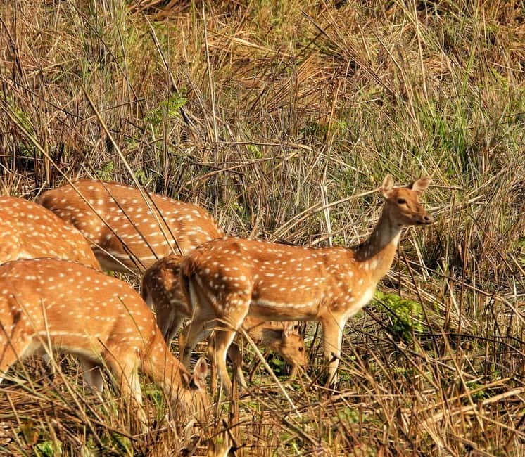 Chitwan: Full-Day Safari Canoeing and Jungle Walk and Jeep - One hour on the Rapti River