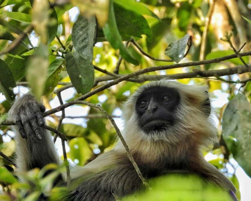 Chitwan: Full-Day Safari Canoeing and Jungle Walk and Jeep - Lunch, then four hours by jeep