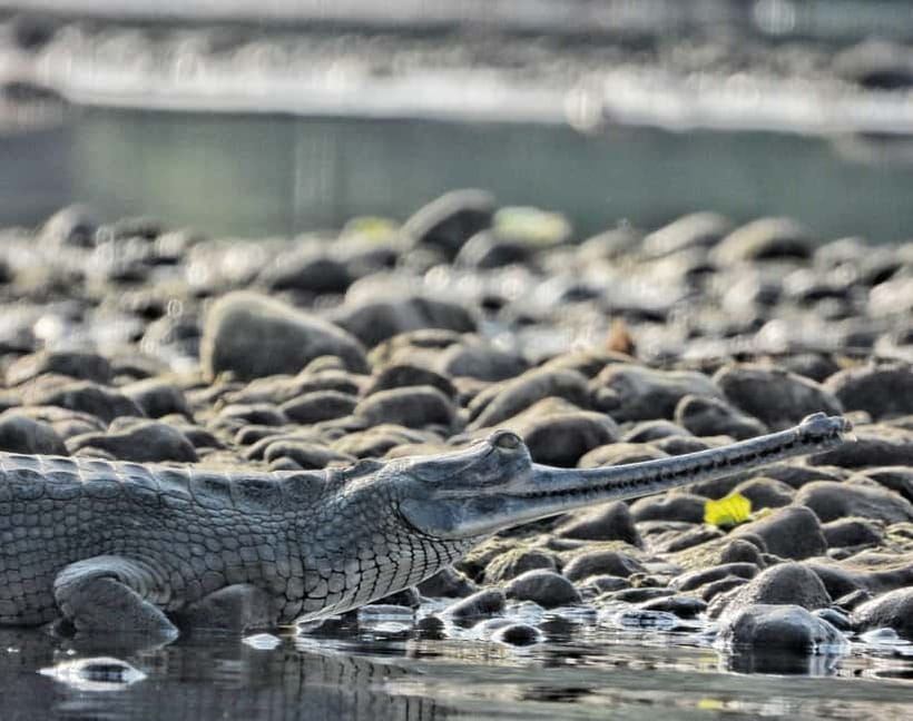 Chitwan: Full-Day Safari Canoeing and Jungle Walk and Jeep - Guides who make the day work