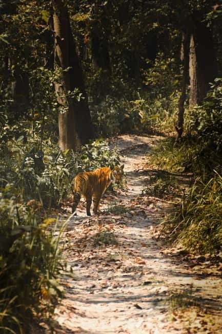 Chitwan: Full-Day Safari Canoeing and Jungle Walk and Jeep - Is $86 a fair price?