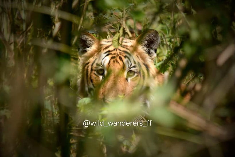 Chitwan: Full-Day Safari Canoeing and Jungle Walk and Jeep - Starting at Hotel National Park Sauraha