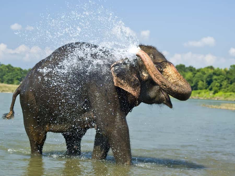 Chitwan: Jungle Safari Tour with Canoe Ride in Forest River - Key details at a glance