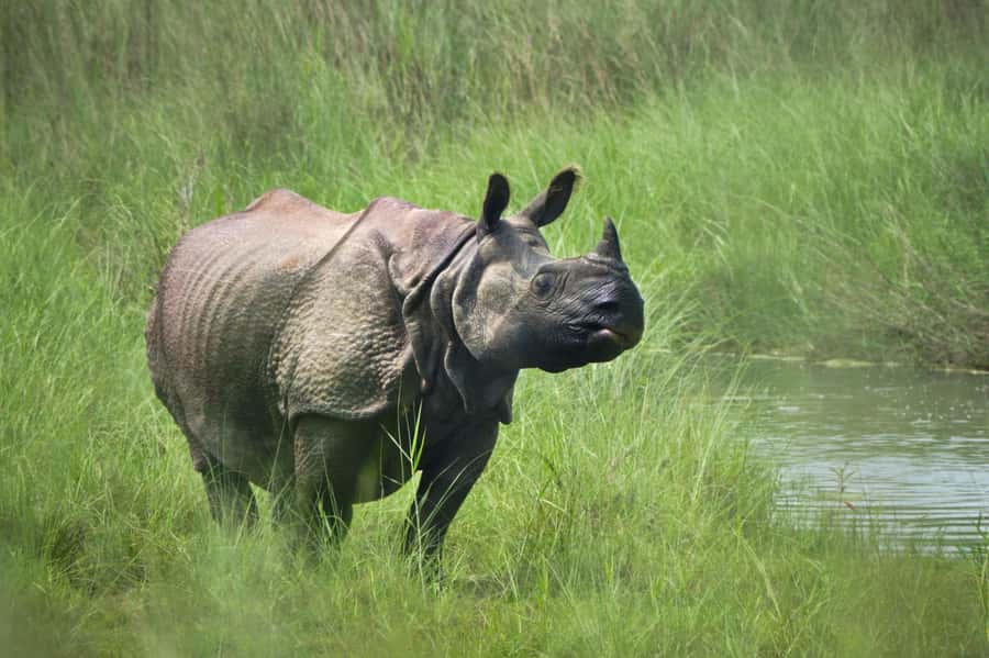 Chitwan: Jungle Safari Tour with Canoe Ride in Forest River - What the $201 price really includes