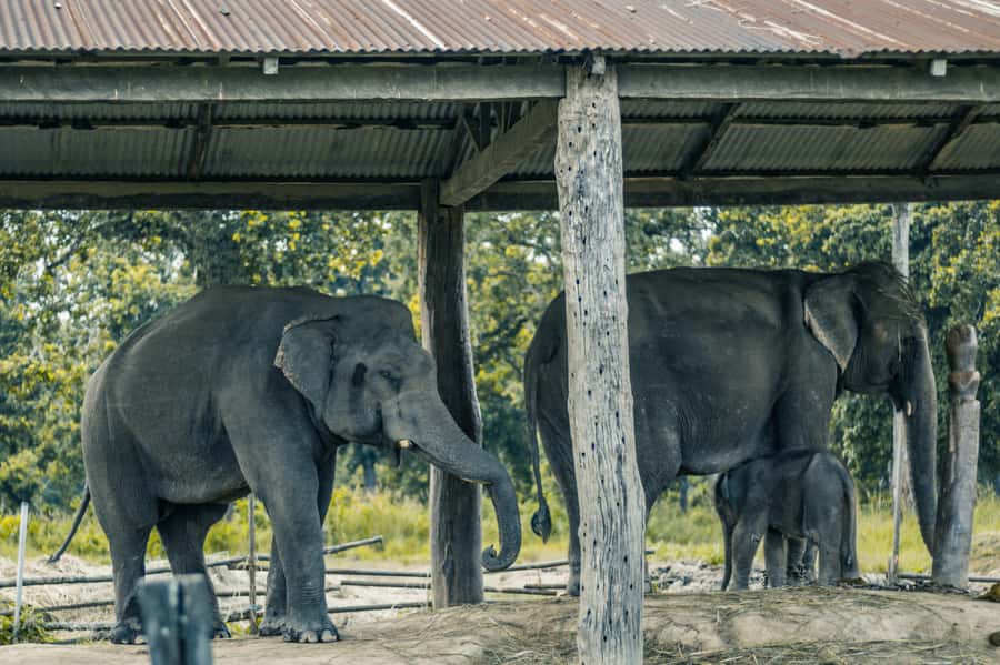 Chitwan: Jungle Safari Tour with Canoe Ride in Forest River - Day three: Birdwatching and the journey home
