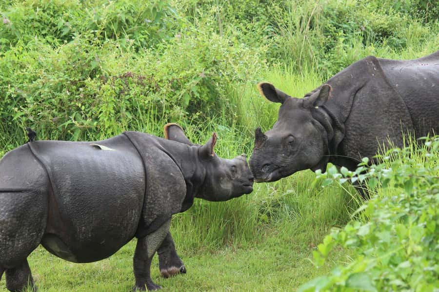 Chitwan: Jungle Safari Tour with Canoe Ride in Forest River - The lodge, food, and service