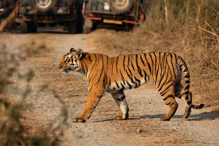 Chitwan: Jungle Safari Tour with Canoe Ride in Forest River - Day one: Arrival, lodge time, and Tharu culture