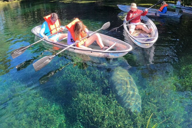 Clear Kayak Manatee Ecotour of Crystal River - Manatee sightings and water clarity