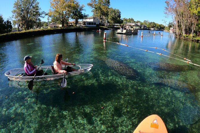 Clear Kayak Manatee Ecotour of Crystal River - How this compares with swimming with manatees