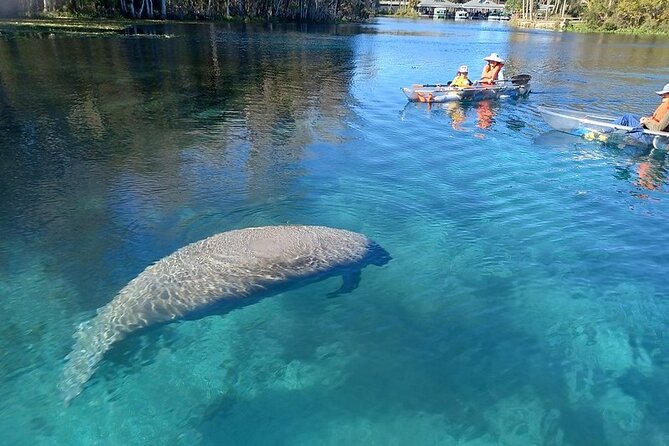 Clear Kayak or Paddleboard Manatee Adventure - Key Points Before You Paddle